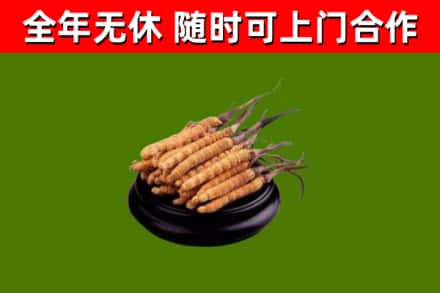 信宜回收冬虫夏草
